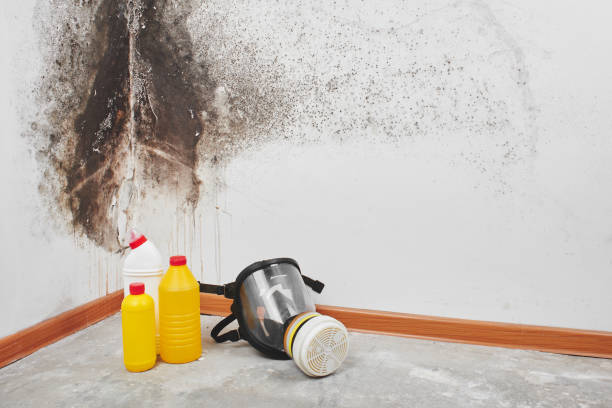 Best Black Mold Removal  in Bradley, IL