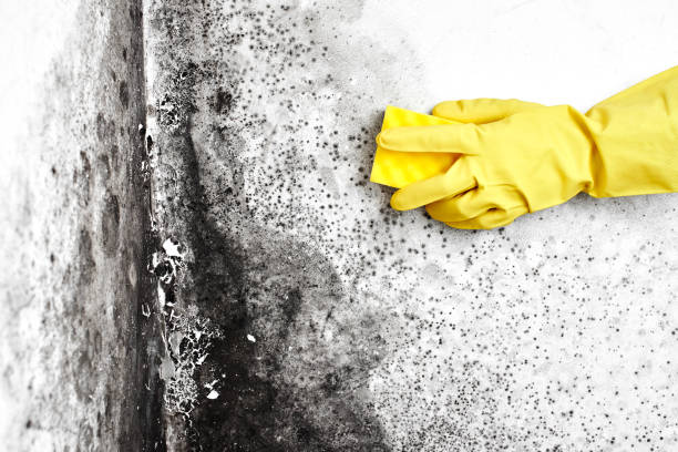 Best Home Mold Removal  in Bradley, IL