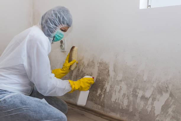 Best Mold Damage Repair  in Bradley, IL