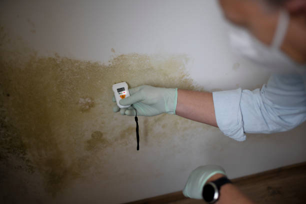 Best Commercial Mold Removal  in Bradley, IL