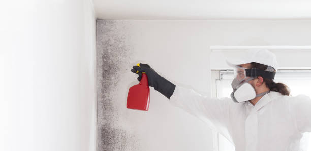 Best Fast Mold Removal  in Bradley, IL