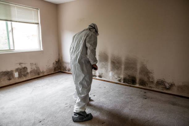 Best Residential Mold Removal  in Bradley, IL