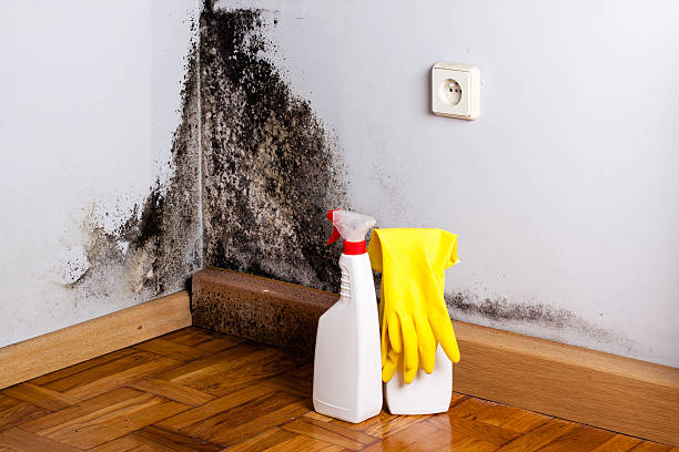 Best Professional Mold Removal  in Bradley, IL