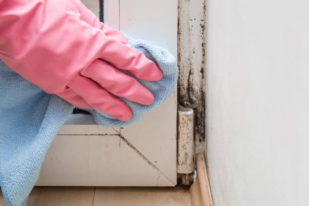 Crawl Space Mold Removal in Bradley, IL