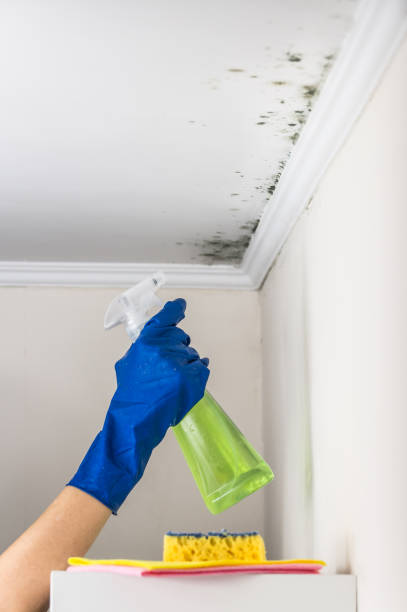 Best Same-Day Mold Removal  in Bradley, IL